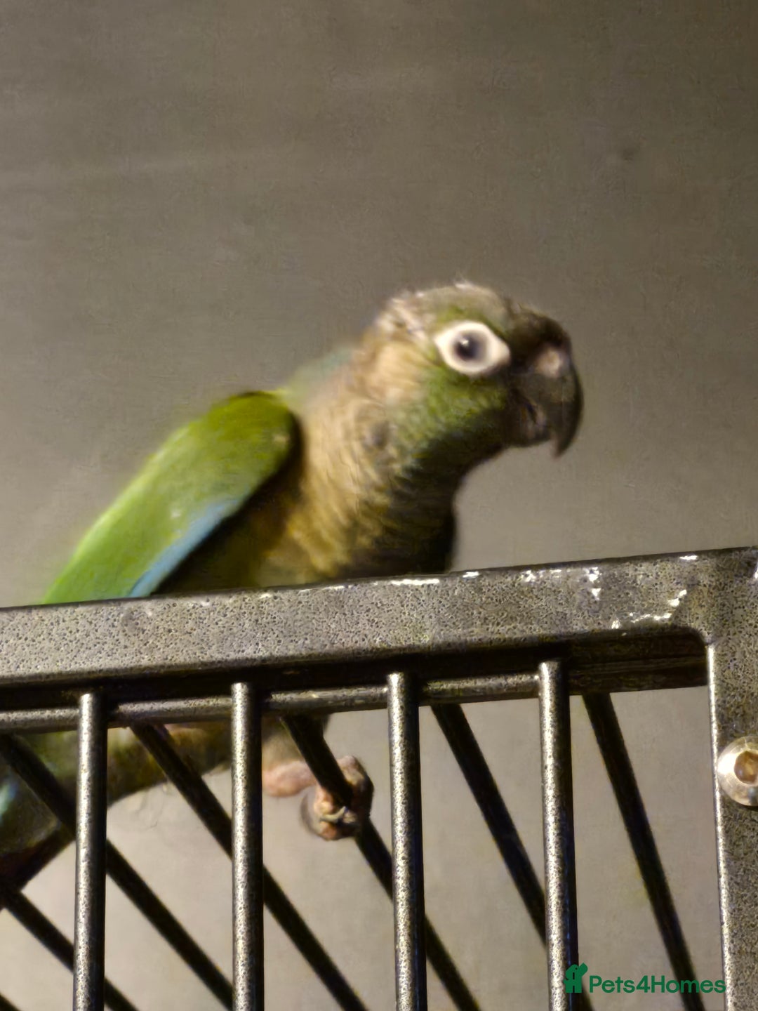 Conures birds for sale: Pair of black capped conures  - Image 3