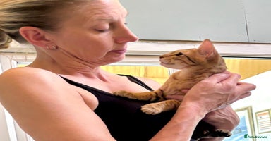 Savannah cats in Spalding - Advert 1