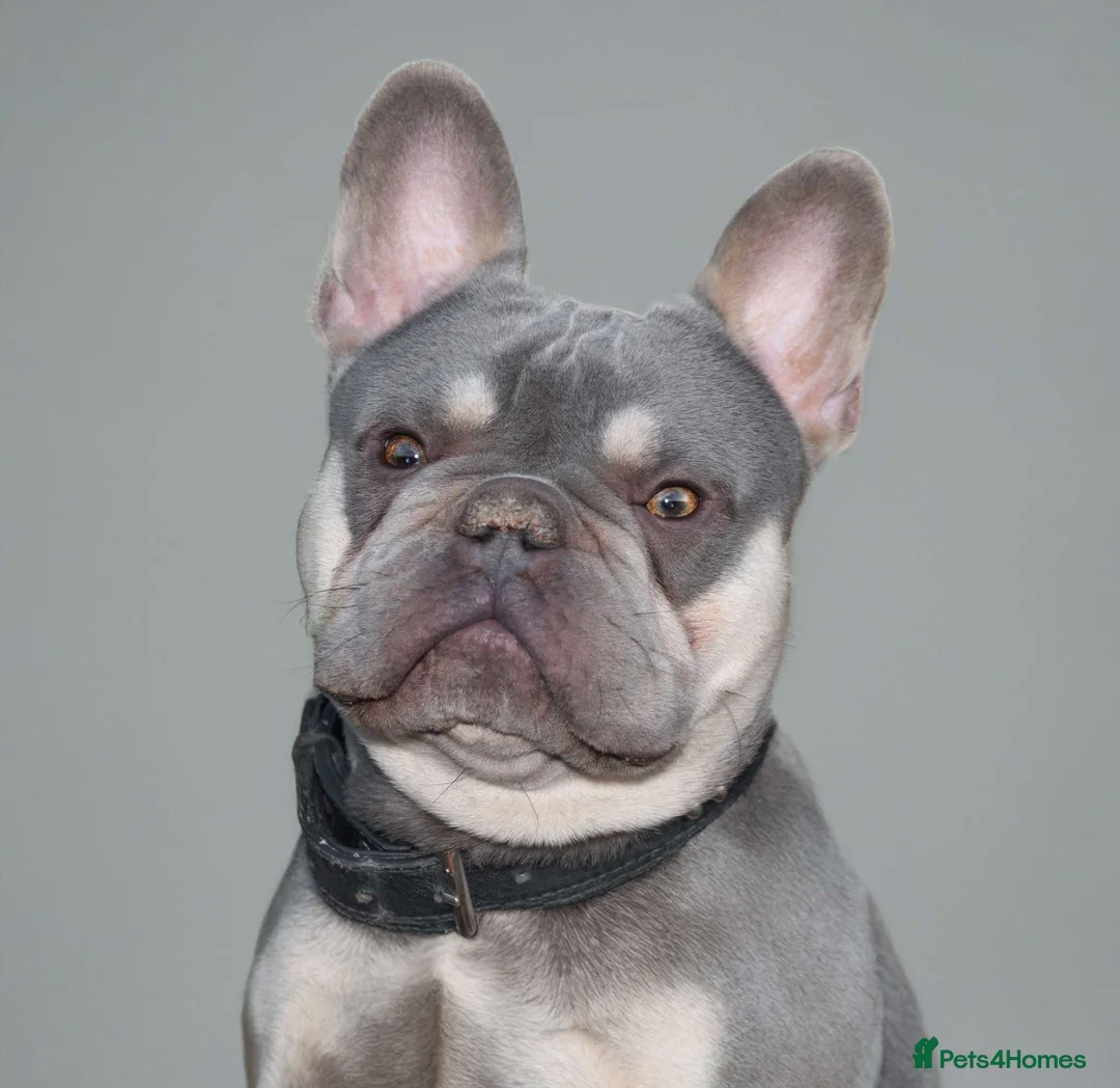 French Bulldog dogs for sale: Lilac and tan French bulldog , needing a new home in Taunton - Advert 2