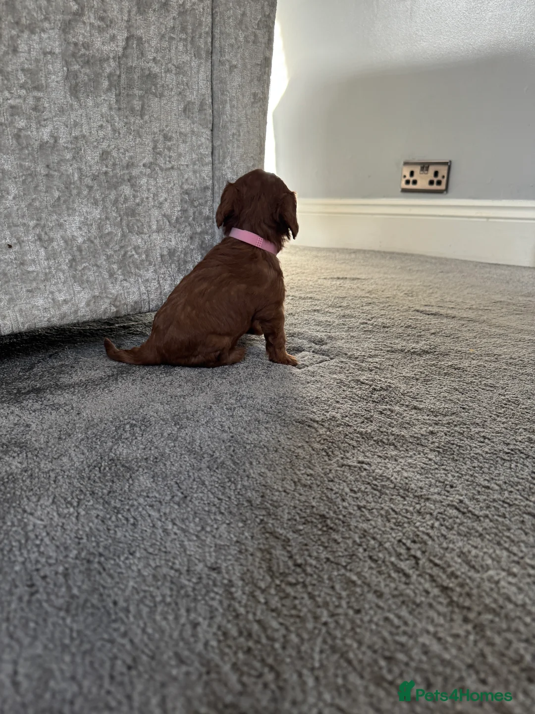 Cavapoo dogs for sale: Superb quality Cavapoo Puppies  - Advert 25