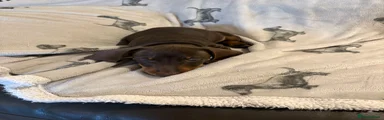 Dachshund Puppy (Blossom)