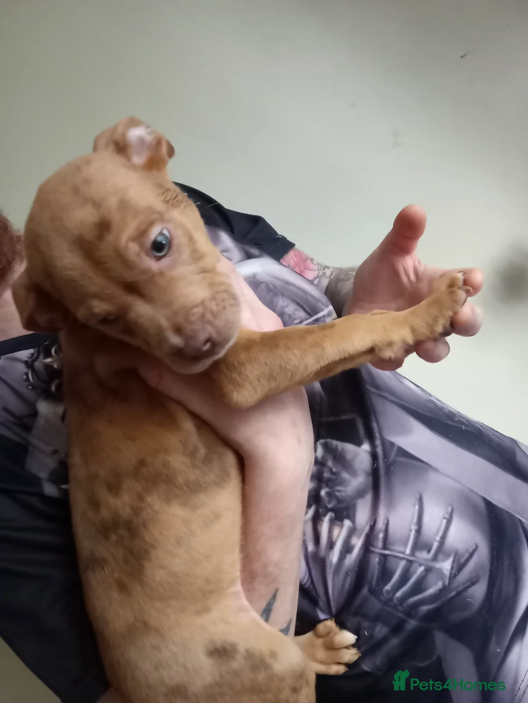 Mixed Breed dogs for sale: Puppys - Advert 12