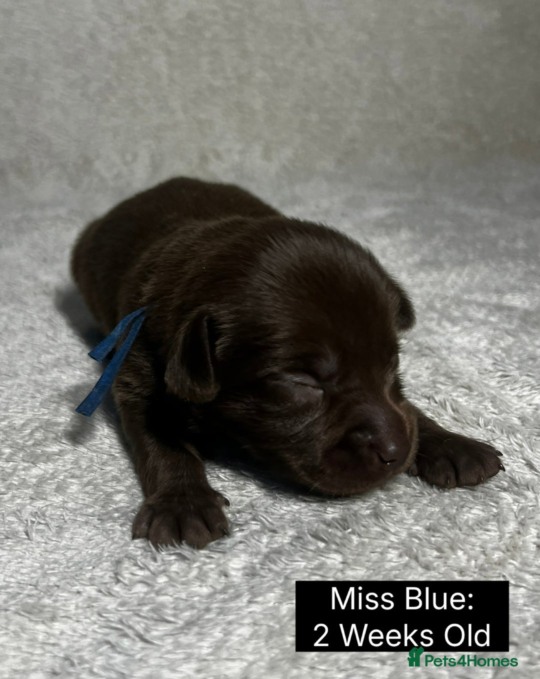 Labrador Retriever dogs for sale: 🖤🤎Superb, Kc Reg, Health Tested, Lab Pups🤎🖤 - Advert 17