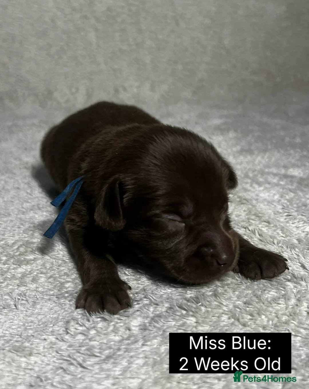 Labrador Retriever dogs for sale: 🖤🤎Superb, Kc Reg, Health Tested, Lab Pups🤎🖤 - Advert 18