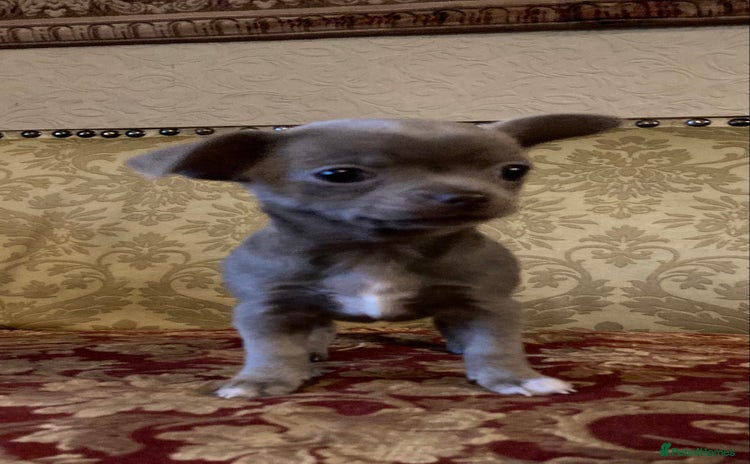 Chihuahua dogs - Advert 6