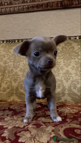 Chihuahua dogs - Advert 6