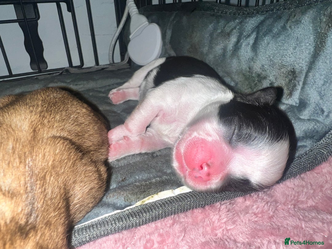 Mixed Breed dogs for sale: Shih tzu x Bichion  - Image 2