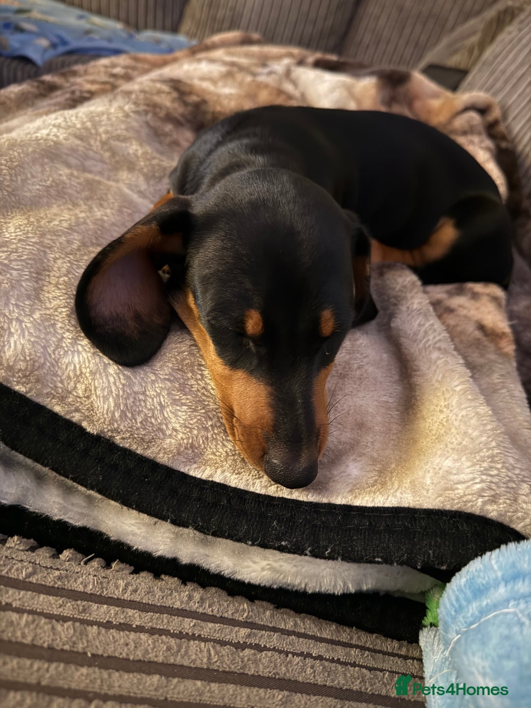 Miniature Dachshund dogs for sale: FEMALE MINIATURE DACHSHUND PUPPY  - Image 2