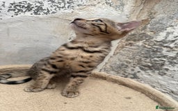 Bengal cats for sale: Bengal kittens ready now silver and marble boys - Image 3