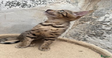 Bengal cats - Advert 1