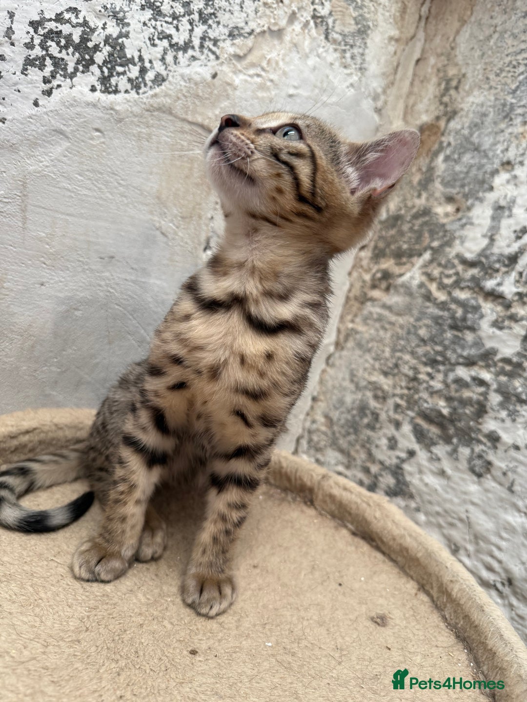 Bengal cats for sale: Bengal kittens ready now silver and marble boys - Image 3