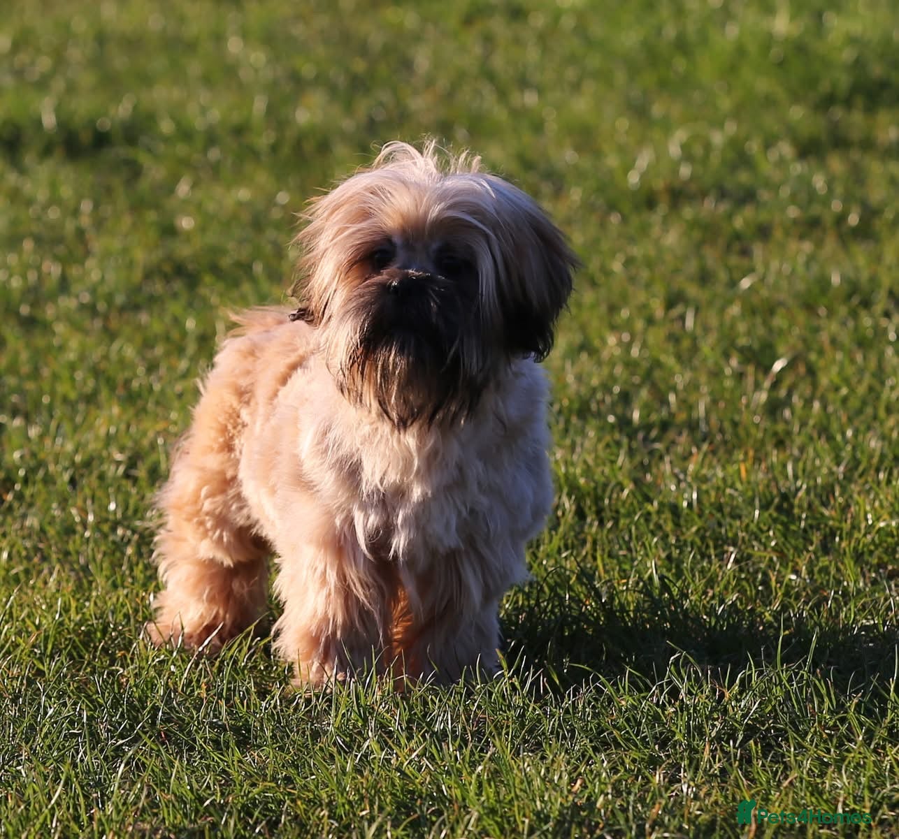 Shih Tzu dogs outstanding shih tzu boy  - Advert 12