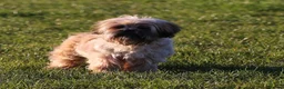 Shih Tzu dogs for sale: outstanding shih tzu boy  - Advert 3