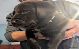 Labrador Retriever dogs for sale: Beautiful litter of brown & black labrador puppies - Image 4