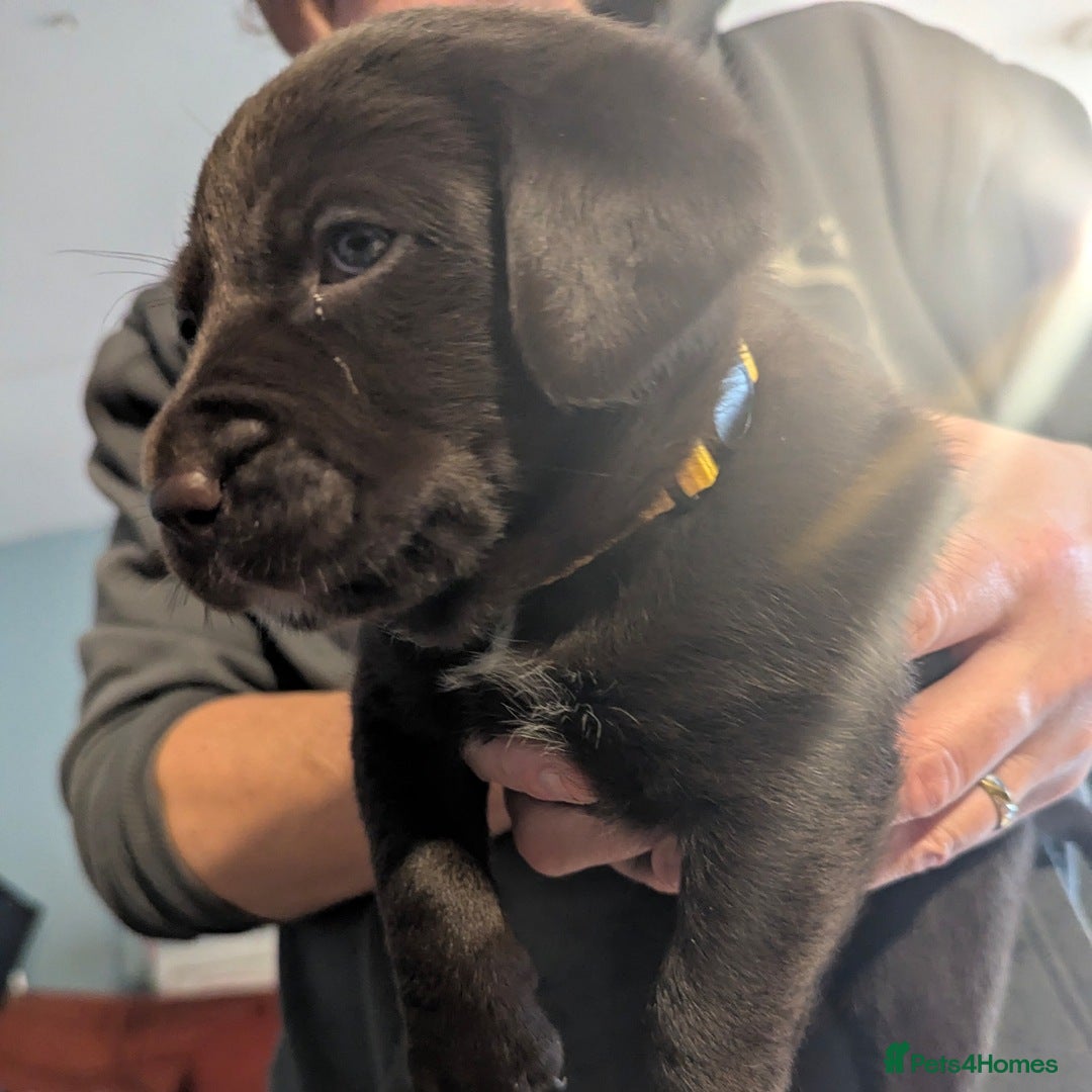 Labrador Retriever dogs for sale: Beautiful litter of brown & black labrador puppies - Image 4