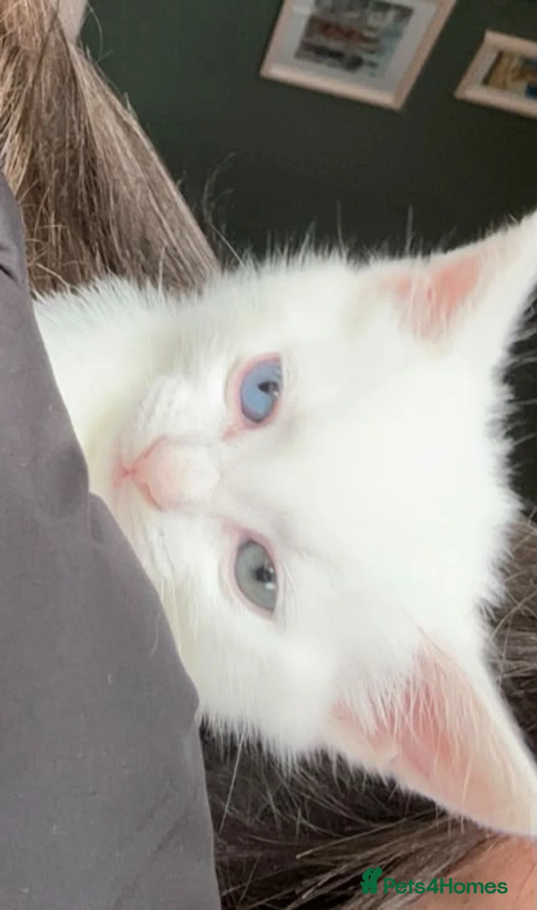RagaMuffin cats for sale: Raggamuffin x kitten  - Advert 2