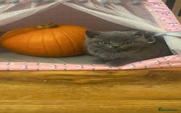 British Shorthair cats for sale: 6 British Shorthair Kittens - Perfect  **  4  ** ! - Advert 7