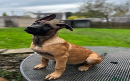 Mixed Breed dogs for sale: Dutch/Belgian malinois   - Image 2