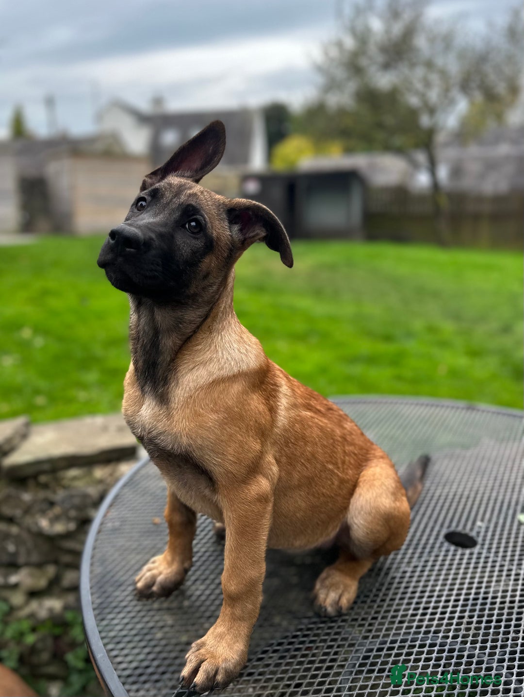 Mixed Breed dogs for sale: Dutch/Belgian malinois   - Image 2