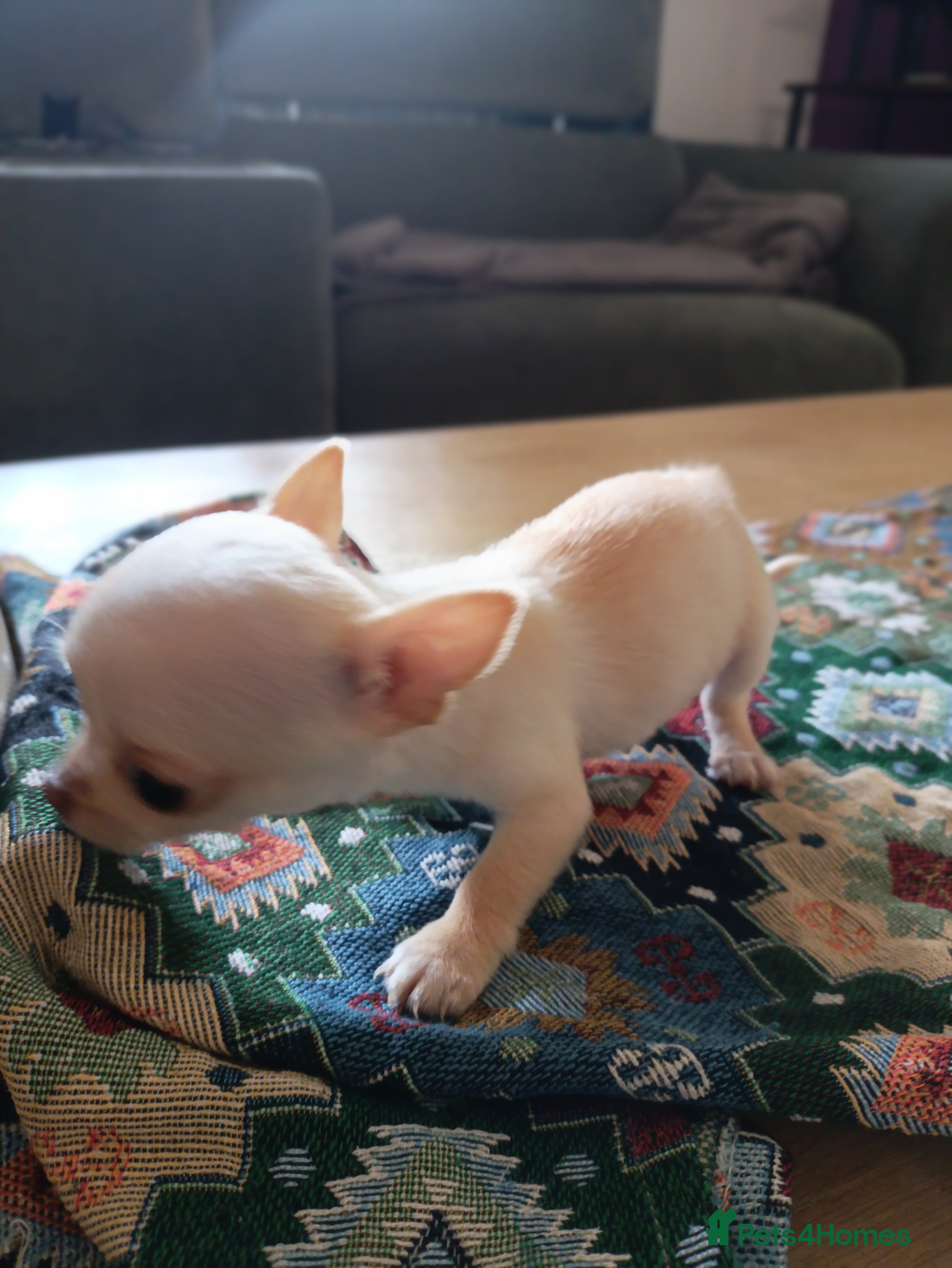 Chihuahua dogs ****All Still Available 28/feb*** - Advert 4