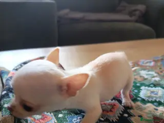 Chihuahua dogs ****All Still Available 28/feb*** - Advert 4