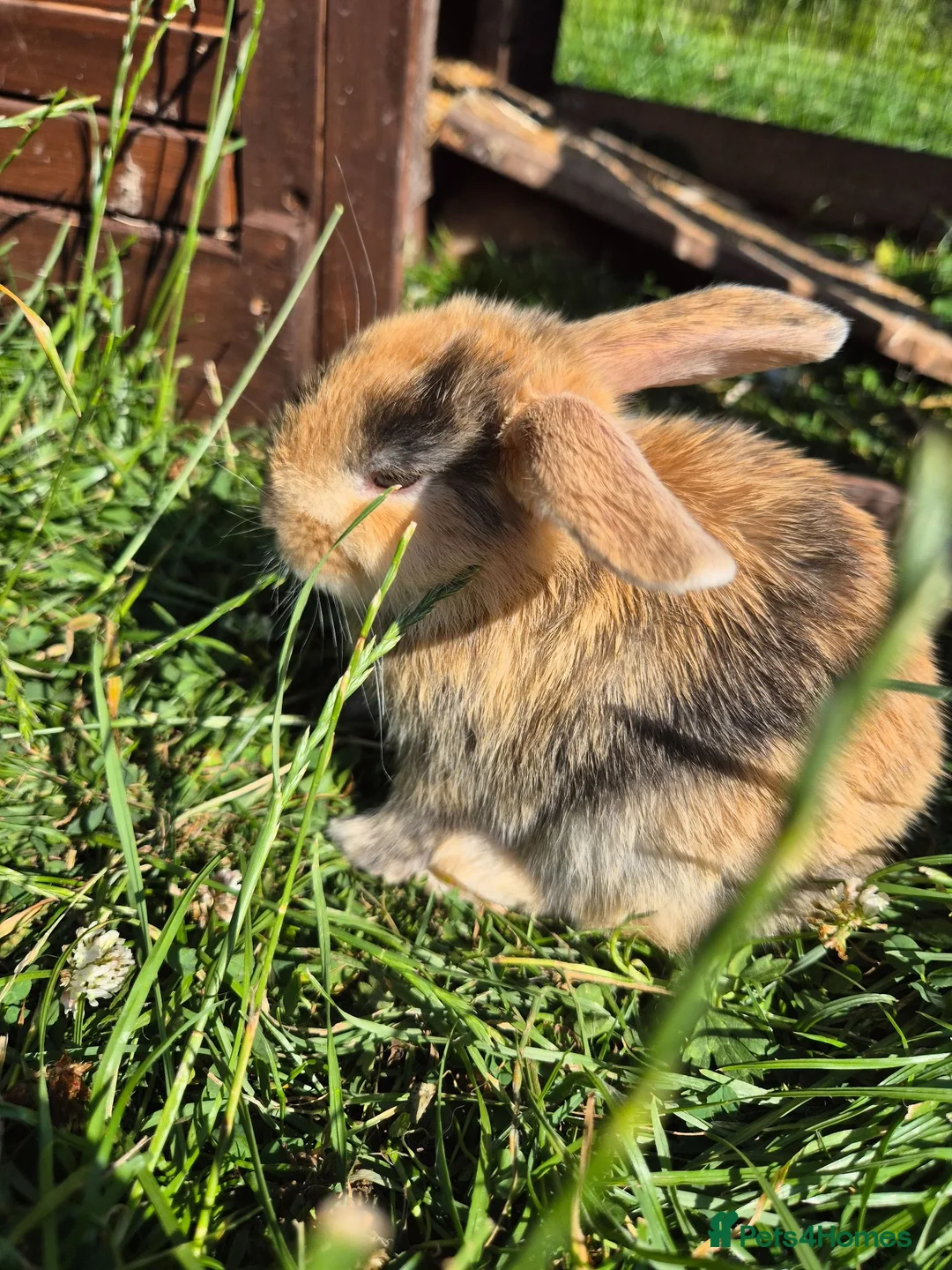 Mini Lop rabbits for sale: mini lop babies for sale - Advert 1