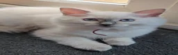 Ragdoll cats for sale: Ragdoll Kittens blue point and flame point - Advert 11