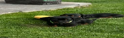 Miniature Dachshund dogs for sale: Gorgeous KC reg miniature dachshund puppies  - Advert 6