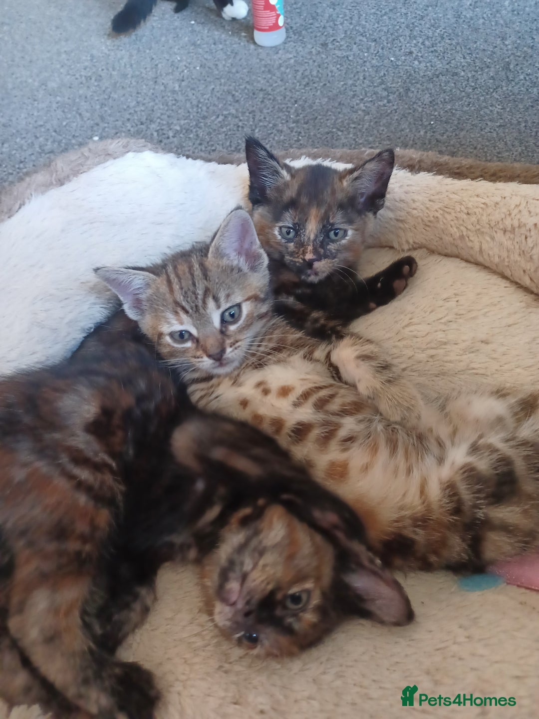 Domestic Shorthair cats for sale: Stunning kittens for sale - Image 12