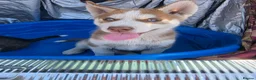 Siberian Husky dogs for sale: 🐺 Siberian Husky Puppies –Boys&Girls Available 🐾 - Advert 6