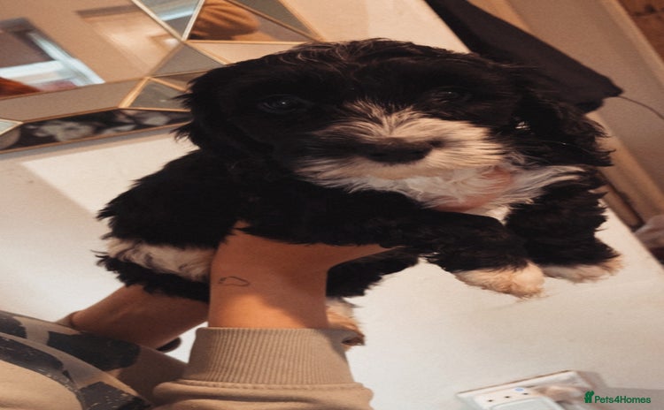 Cockapoo dogs Boy and girl f2 cockapoo pup - Advert 4