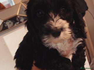 Cockapoo dogs Boy and girl f2 cockapoo pup - Advert 4