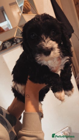 Cockapoo dogs Boy and girl f2 cockapoo pup - Advert 4