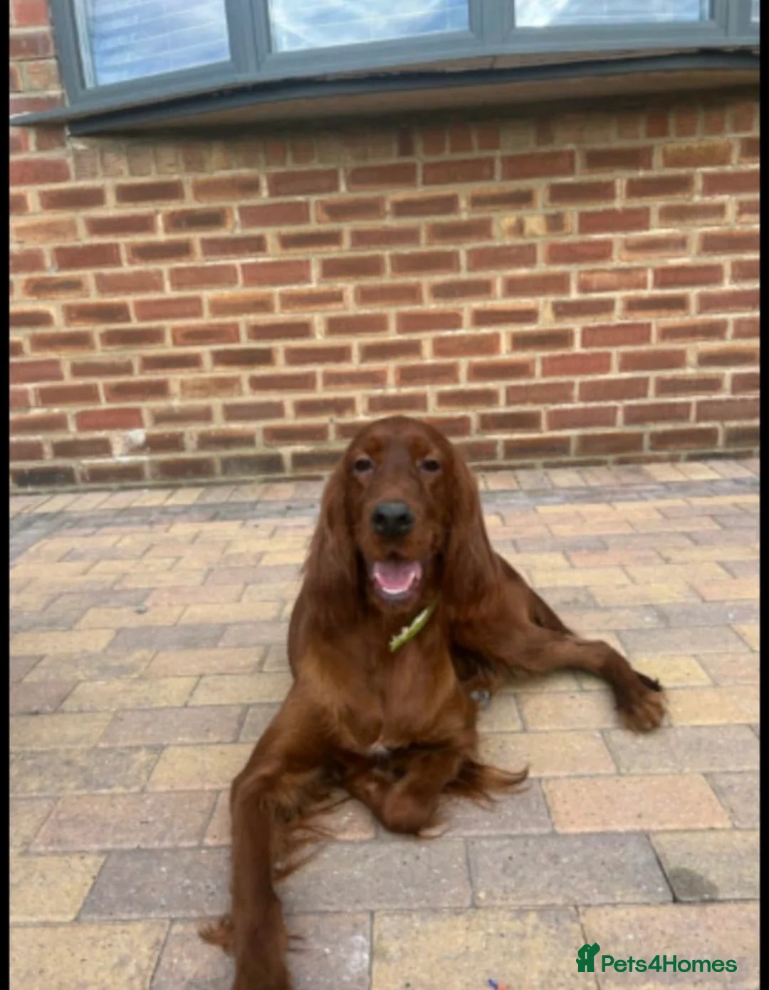 Irish Setter dogs for sale: Red Setter Puppies - Advert 15