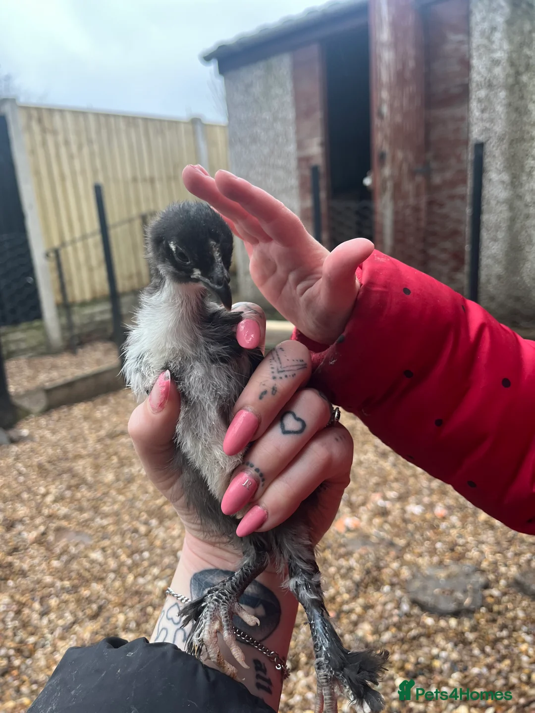 Chickens poultry for sale: Female chicks ready to go - Advert 2