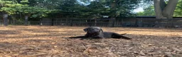 Labrador Retriever dogs for sale: 🐾  Champion Bloodline Health Tested Labradors🐾 - Advert 12