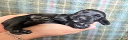 Cocker Spaniel dogs for sale: Gorgeous Cocker Spaniel puppies.  - Advert 30