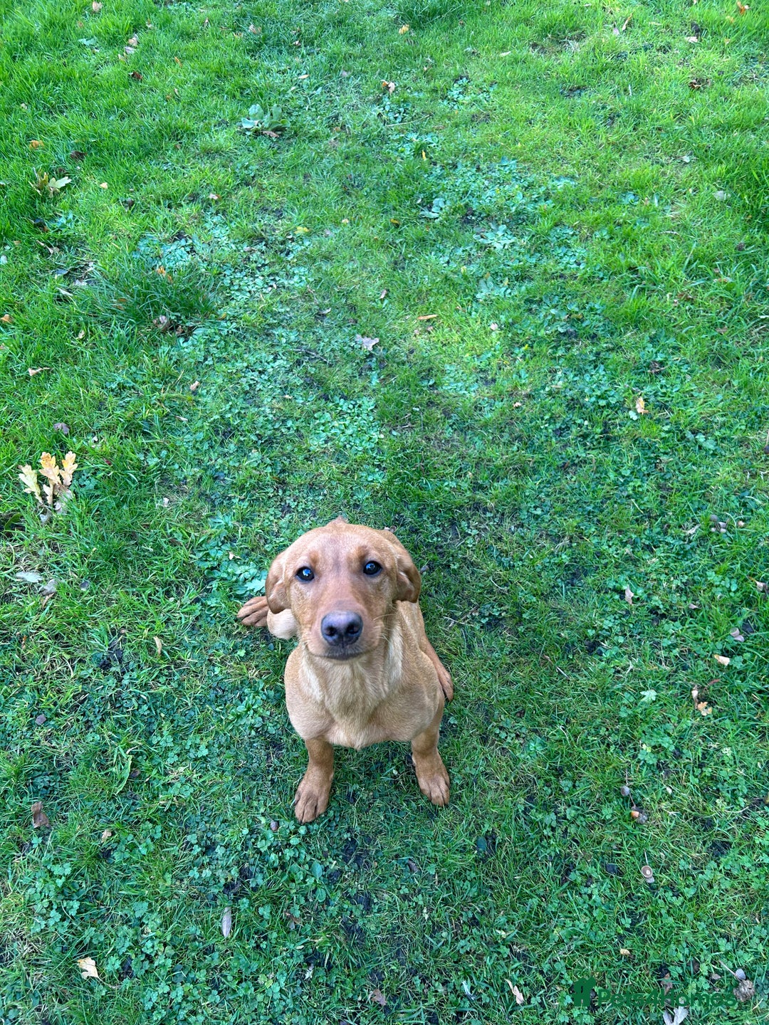 Labrador Retriever dogs for sale: 7 month old lab  - Image 2