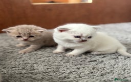 British Shorthair cats for sale: Beautiful British short hairs  - Image 7