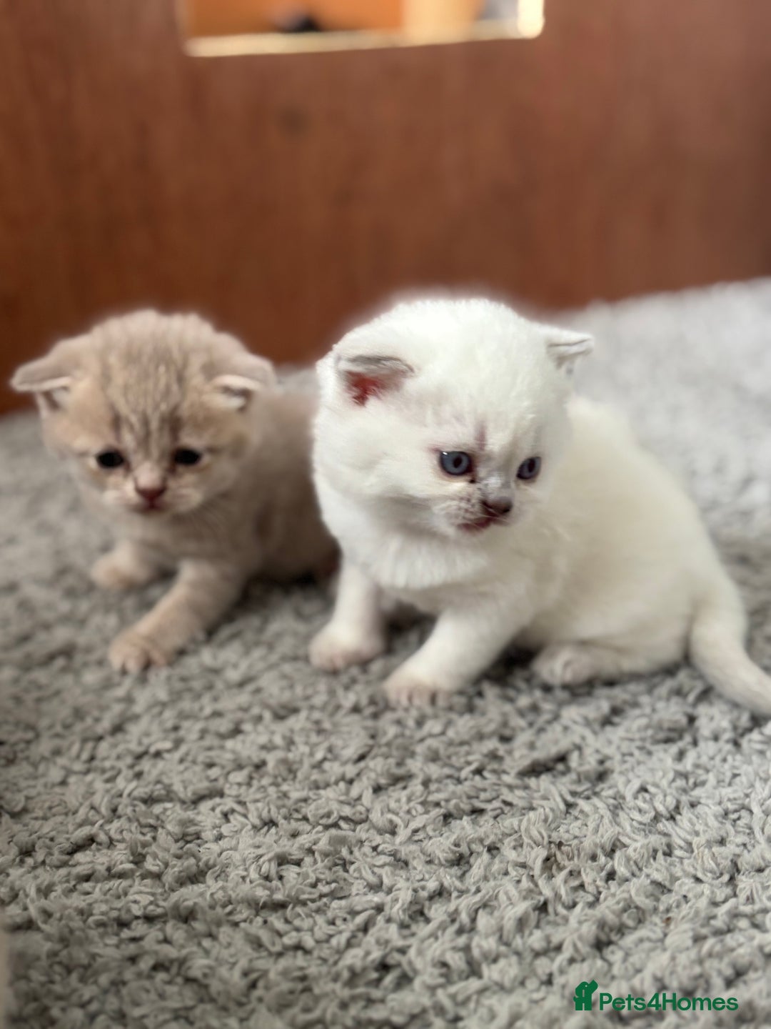 British Shorthair cats for sale: Beautiful British short hairs  - Image 7