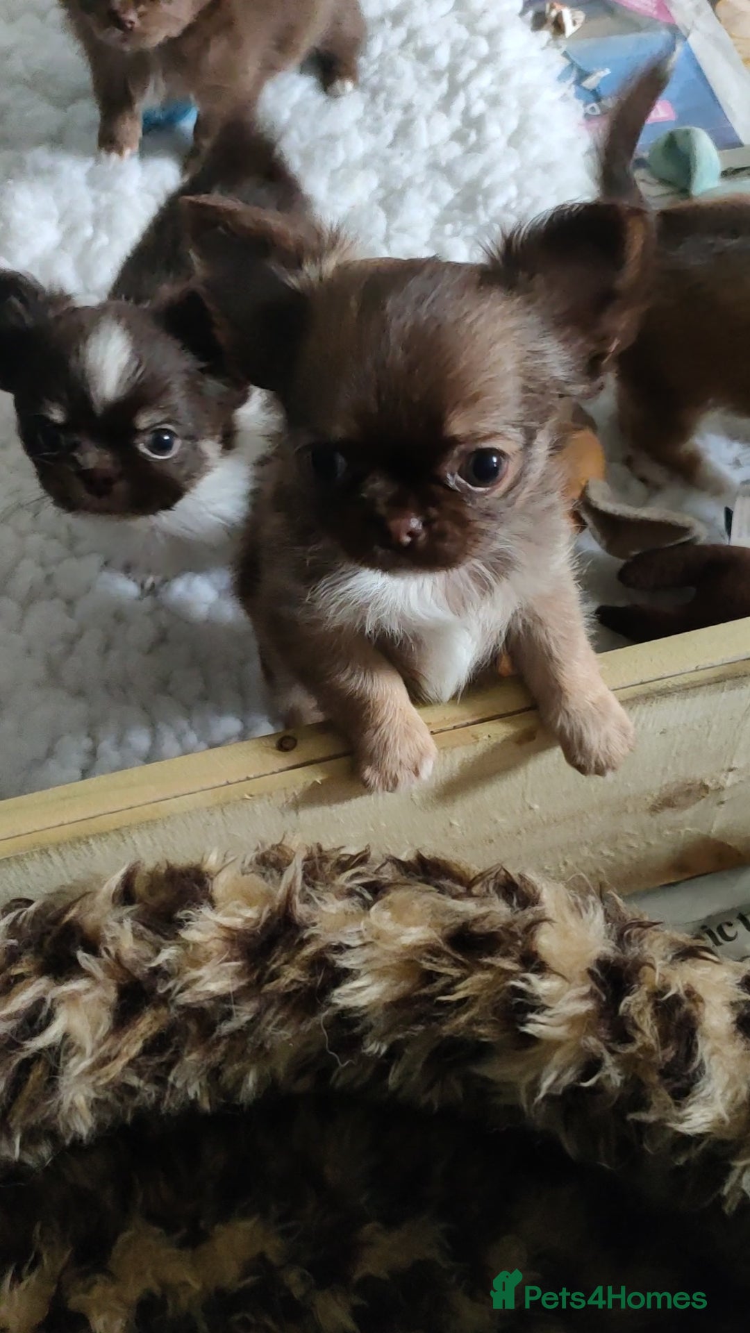 Chihuahua dogs for sale: Only one beautiful boy left,he's totally stunning  - Image 36