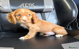 Cocker Spaniel dogs for sale: READY NOW MALE KC RED WORKING COCKER SPANIELS - Image 5