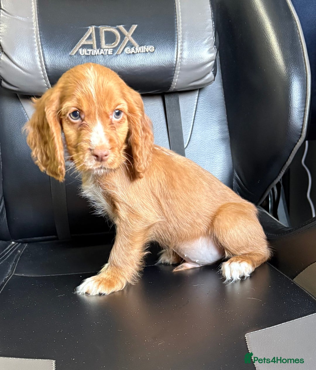 Cocker Spaniel dogs for sale: READY NOW MALE KC RED WORKING COCKER SPANIELS - Image 5