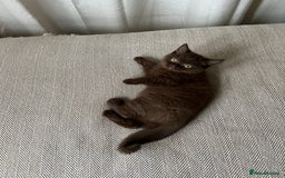 British Shorthair cats for sale: 2 Pedigree British Shorthair Chocolate Boys  - Image 7