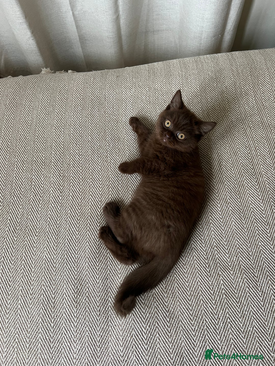 British Shorthair cats for sale: 2 Pedigree British Shorthair Chocolate Boys  - Image 7