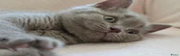 British Shorthair cats for sale: British short hair kittens  in Upminster - Advert 5