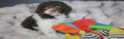 Cockapoo dogs for sale: Cockapoo babies ready from 31st August - Advert 5