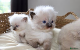 Ragdoll cats for sale: 💎 OUTSTANDING QUALITY MINK ragdoll kittens 💎 - Image 15