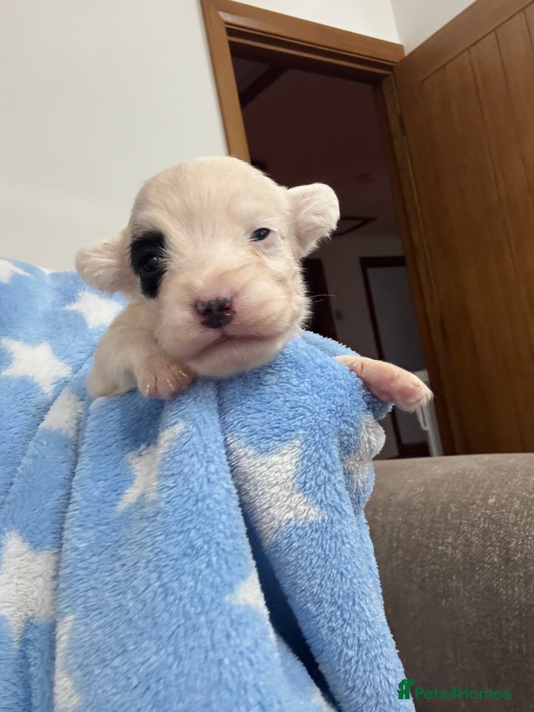 Sealyham Terrier dogs for sale: Sealyham Terrier Puppies  - Advert 12