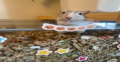 Gerbil rodents - Advert 5